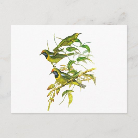 Carte Postale Oiseau à tête dorée (Devant)