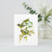 Carte Postale Oiseau à tête dorée (Debout devant)