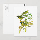 Carte Postale Oiseau à tête dorée (Devant / Derrière)