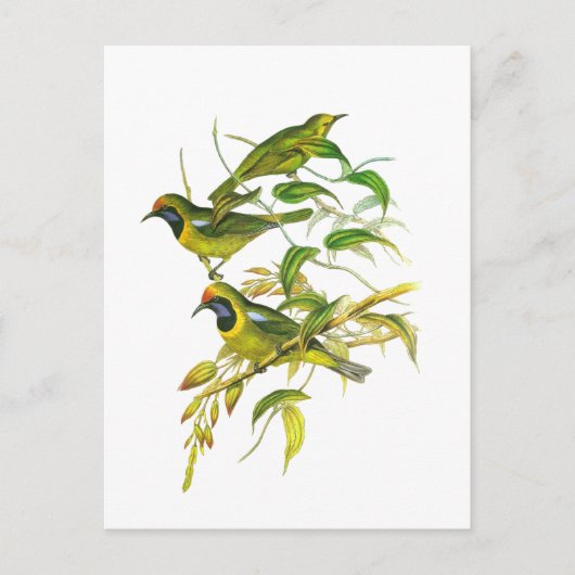Carte Postale Oiseau à tête dorée (Devant)