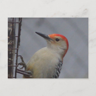 Carte Postale Oiseau à tête rouge