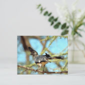 Carte Postale Oiseau à ventre blanc (Debout devant)