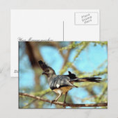 Carte Postale Oiseau à ventre blanc (Devant / Derrière)