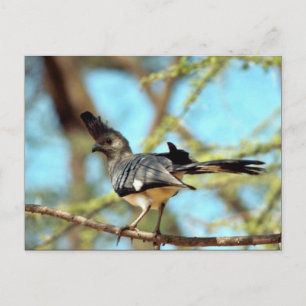 Carte Postale Oiseau à ventre blanc