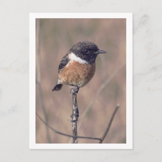 Carte Postale Oiseau africain de Stonechat (Devant)