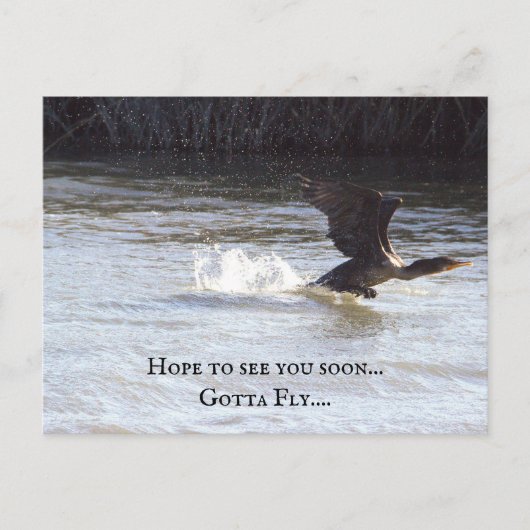 Carte postale Oiseau amusant (Devant)