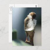 Carte Postale Oiseau Avec Plumes (Devant / Derrière)