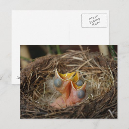 Carte postale Oiseau bébé (Devant / Derrière)