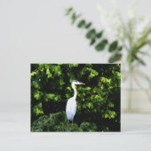 Carte postale Oiseau blanc (Debout devant)