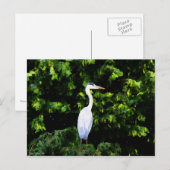 Carte postale Oiseau blanc (Devant / Derrière)