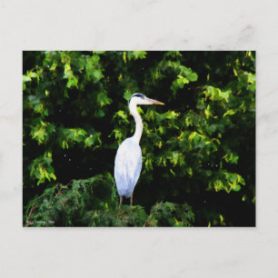 Carte postale Oiseau blanc