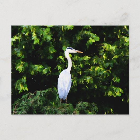 Carte postale Oiseau blanc (Devant)