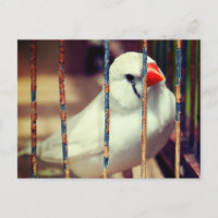 Oiseau blanc Zèbre Finch en cage