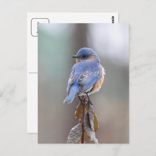 Carte postale Oiseau bleu (Devant / Derrière)