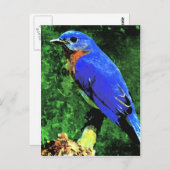 Carte Postale Oiseau bleu (Devant / Derrière)