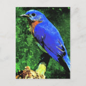 Carte Postale Oiseau bleu (Devant)