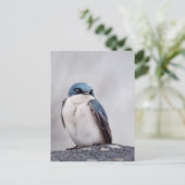 Carte Postale Oiseau Bleu (Debout devant)