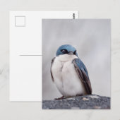 Carte Postale Oiseau Bleu (Devant / Derrière)