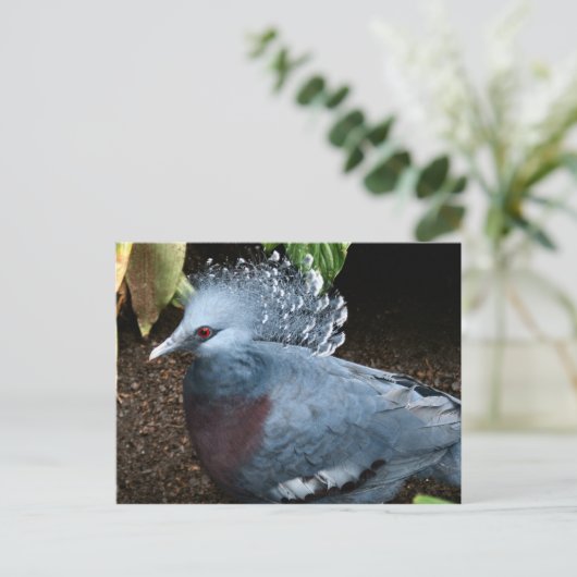 Carte Postale Oiseau bleu (Debout devant)