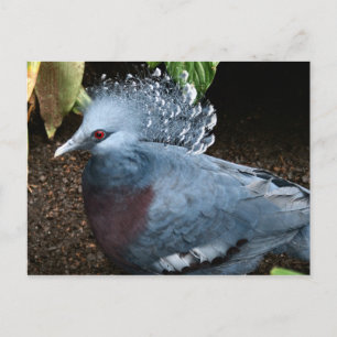 Carte Postale Oiseau bleu