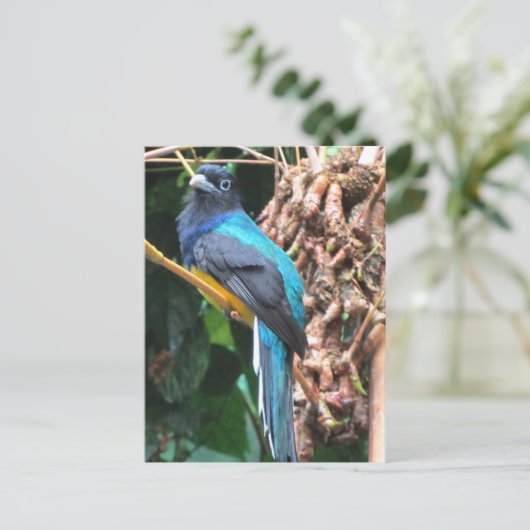Carte Postale Oiseau bleu à longue queue (Debout devant)