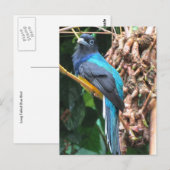Carte Postale Oiseau bleu à longue queue (Devant / Derrière)