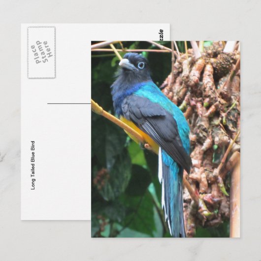 Carte Postale Oiseau bleu à longue queue (Devant / Derrière)