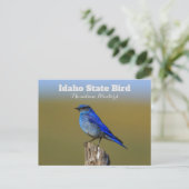 Carte Postale Oiseau bleu de l'Idaho (Debout devant)
