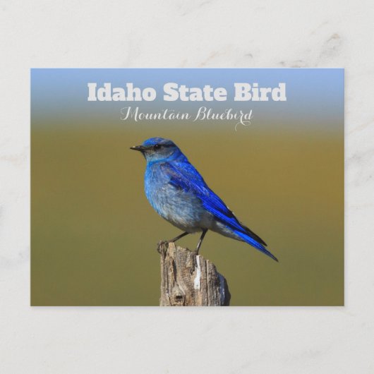 Carte Postale Oiseau bleu de l'Idaho (Devant)