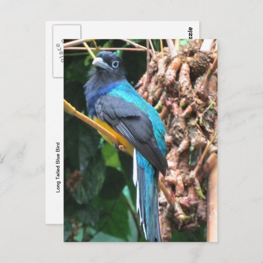 Carte Postale Oiseau bleu long à queue (Devant / Derrière)