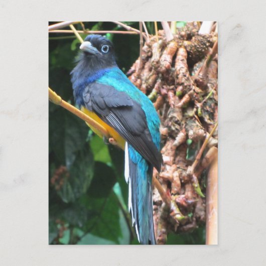 Carte Postale Oiseau bleu long à queue (Devant)