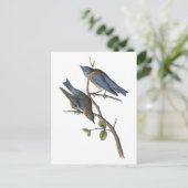 Carte Postale Oiseau bleu occidental par Audubon (Debout devant)