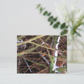 Carte Postale Oiseau Blizzard CB (Debout devant)