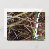 Carte Postale Oiseau Blizzard CB (Devant / Derrière)