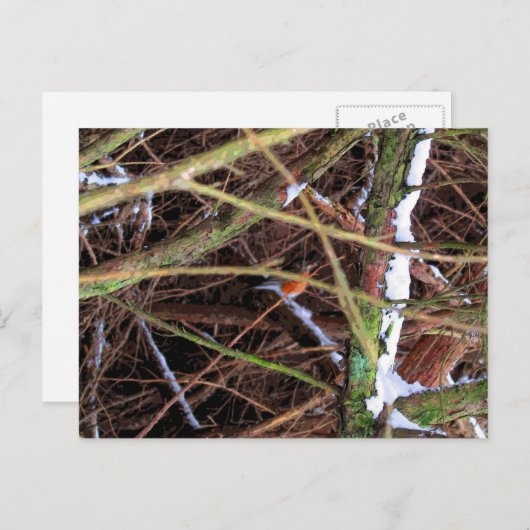 Carte Postale Oiseau Blizzard CB (Devant / Derrière)