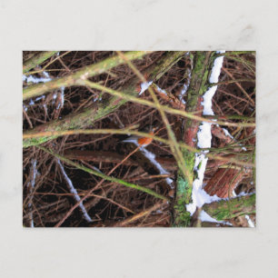 Carte Postale Oiseau Blizzard CB