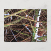 Carte Postale Oiseau Blizzard CB (Devant)