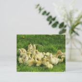 Carte Postale oiseau, canard, canard, jaune, nature, mignonette, (Debout devant)