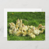 Carte Postale oiseau, canard, canard, jaune, nature, mignonette, (Devant / Derrière)