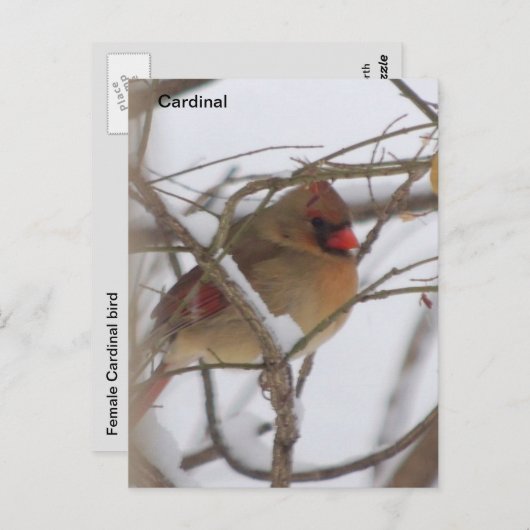 Carte Postale Oiseau cardinal (Devant / Derrière)