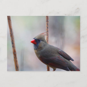 Carte Postale Oiseau cardinal féminin