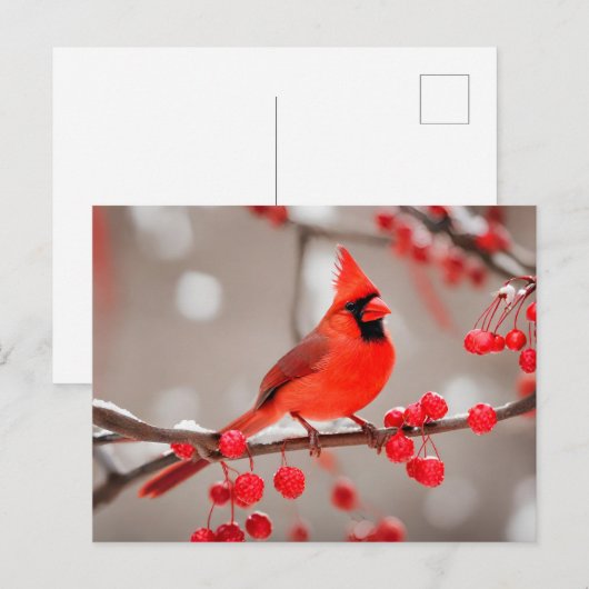 Carte Postale Oiseau cardinal rouge aux baies sauvages (Devant / Derrière)