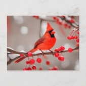 Carte Postale Oiseau cardinal rouge aux baies sauvages (Devant)