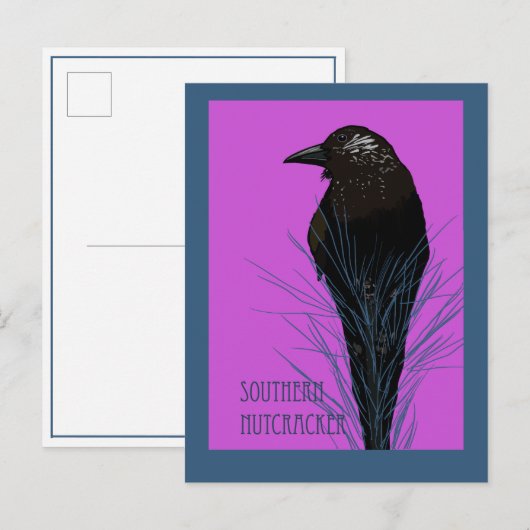 Carte Postale Oiseau -- Cassenoix du sud (Devant / Derrière)