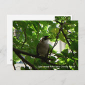 Carte Postale Oiseau chantant/ Bulbul chinois (Devant / Derrière)