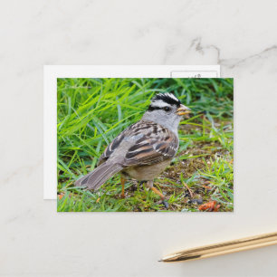 Carte Postale Oiseau-chanteur à tête blanche dans l'herbe