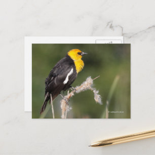 Carte Postale Oiseau-chanteur à tête jaune dans le marais