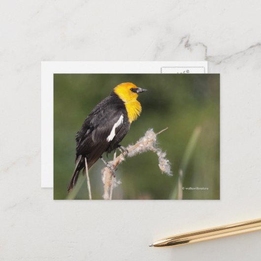 Carte Postale Oiseau-chanteur à tête jaune dans le marais (Devant/Arrière en situation)