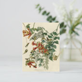 Carte Postale Oiseau-colibri Ruby à émission d'Audubon (Debout devant)