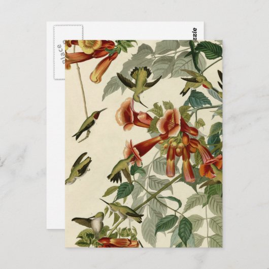 Carte Postale Oiseau-colibri Ruby à émission d'Audubon (Devant / Derrière)